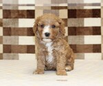 Small #2 Bernedoodle (Miniature)-Cavapoo (Miniature) Mix