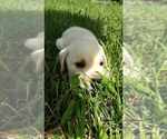 Small Photo #5 Labrador Retriever Puppy For Sale in ADRIAN, MO, USA