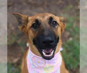 Mutt Dogs for adoption in San Antonio, TX, USA