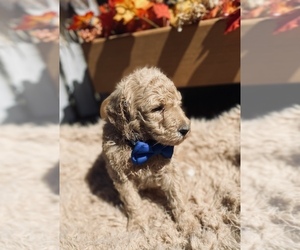 Goldendoodle-Poodle (Standard) Mix Puppy for sale in WRAY, GA, USA