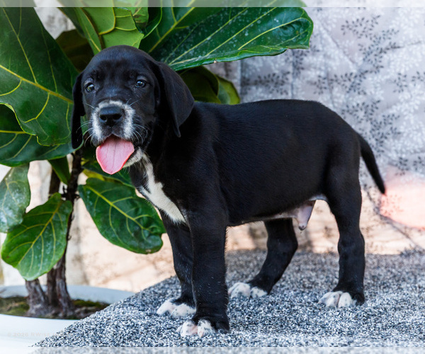 Medium Photo #15 Great Dane Puppy For Sale in WAKARUSA, IN, USA
