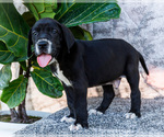 Small #14 Great Dane