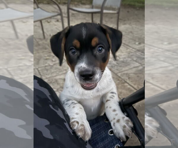 Medium Photo #1 Mutt Puppy For Sale in Fenton, MO, USA