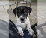 Small Mutt