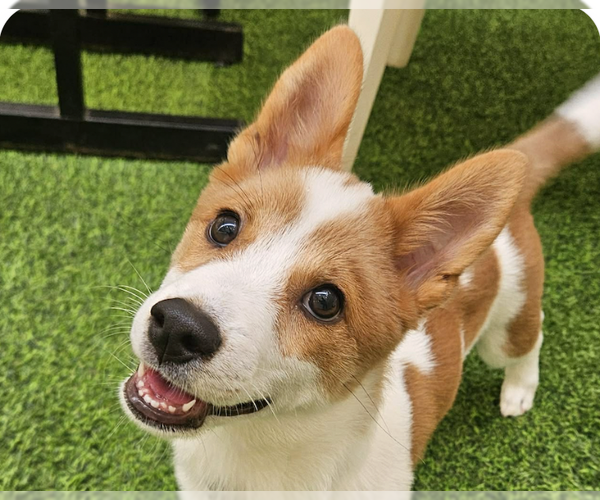 Medium Photo #1 Mutt Puppy For Sale in San Ramon, CA, USA