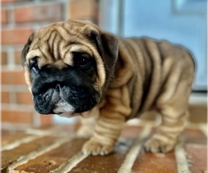 English Bulldog Puppy for sale in DALEVILLE, AL, USA