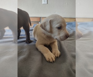 Labrador Retriever Puppy for sale in TUCSON, AZ, USA