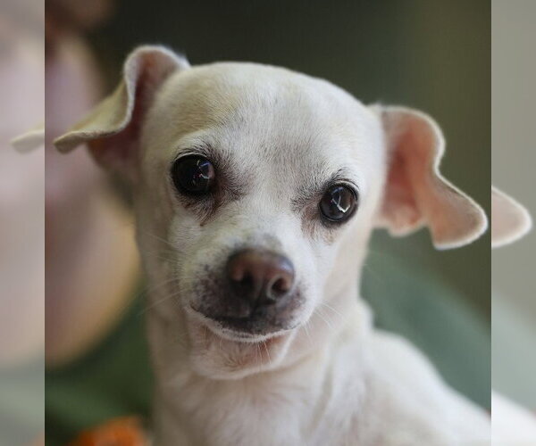 Medium Photo #1 Chihuahua-Unknown Mix Puppy For Sale in San Antonio, TX, USA