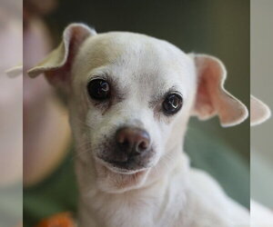 Chihuahua-Unknown Mix Dogs for adoption in San Antonio, TX, USA