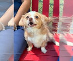 Small #1 Mutt