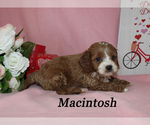 Small Photo #12 Cavapoo Puppy For Sale in CHANUTE, KS, USA