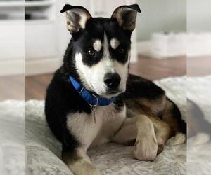 Siberian Husky-Unknown Mix Dogs for adoption in Bakersfield, CA, USA
