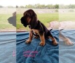Small Photo #5 Bloodhound Puppy For Sale in ANGLETON, TX, USA