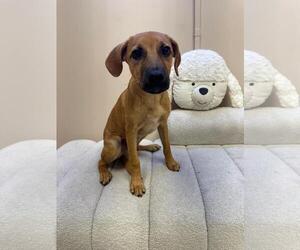 Mutt Dogs for adoption in miami, FL, USA