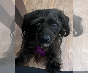 Mutt Dogs for adoption in Corona, CA, USA