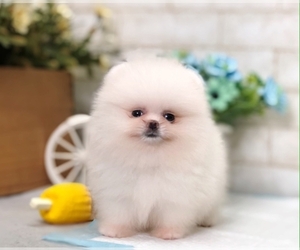 Pomeranian Puppy for sale in CHICAGO, IL, USA