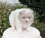 Small Photo #22 Pomeranian Puppy For Sale in GOSHEN, IN, USA