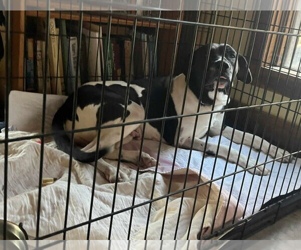 Medium Photo #4 Great Dane-Unknown Mix Puppy For Sale in Hinton, WV, USA