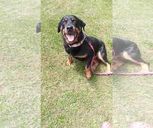 Mabel - Female Rottweiler Dog for Adoption - Photo #5