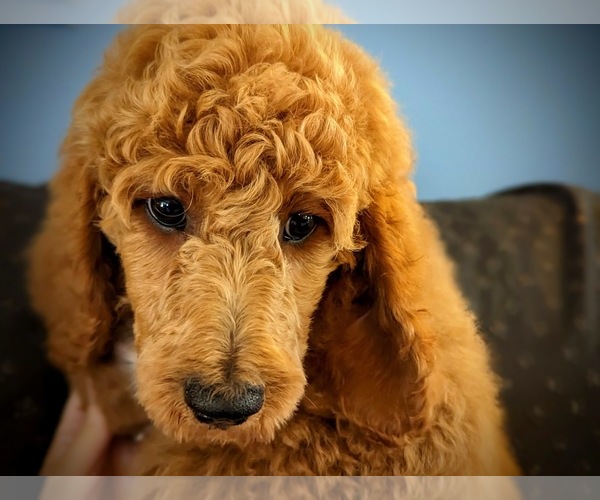 Medium Photo #4 Poodle (Standard) Puppy For Sale in GORDONSVILLE, VA, USA