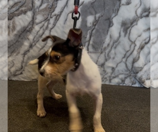 Medium Photo #9 Jack Chi Puppy For Sale in MOUNT CARMEL, PA, USA