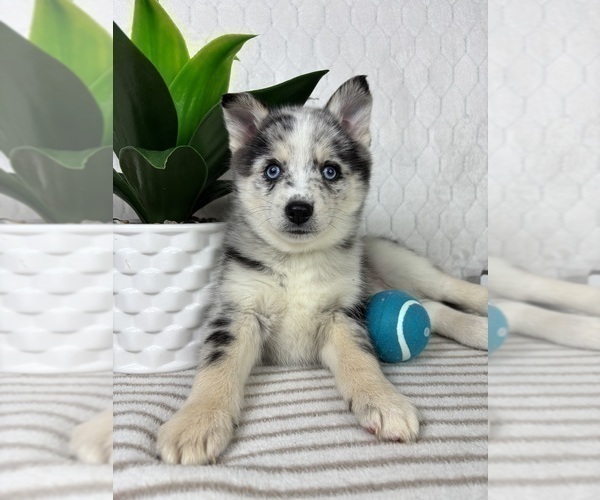 Medium Photo #4 Pomsky Puppy For Sale in GREENFIELD, IN, USA