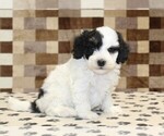 Small #3 Bernedoodle (Miniature)