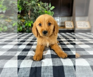 Golden Retriever Puppy for sale in GREENWOOD, IN, USA