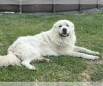 Small Photo #1 Great Pyrenees Puppy For Sale in SPERRY, OK, USA