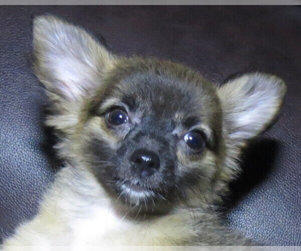 Medium Photo #1 Chihuahua Puppy For Sale in HAYES, VA, USA