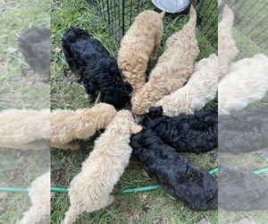 Aussiedoodle Litter for sale in WOODLEAF, NC, USA