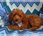 Small Photo #5 Poodle (Miniature) Puppy For Sale in LANCASTER, PA, USA