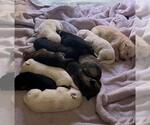 Small #1 German Shepherd Dog Mix