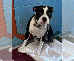 American Boston Bull Terrier Dogs for adoption in Rustburg, VA, USA