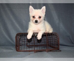 Pomsky Puppy for sale in BARNESVILLE, KS, USA