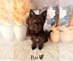 Small #6 Yorkshire Terrier