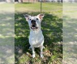 Small Photo #1 Dalmatian-Labrador Retriever Mix Puppy For Sale in Sugar Land, TX, USA