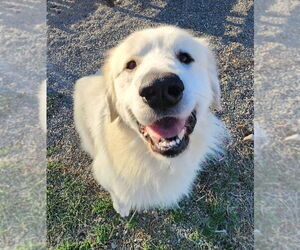 Great Pyrenees Dogs for adoption in Rockaway, NJ, USA