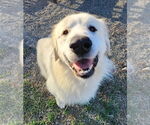 Small Great Pyrenees