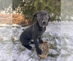 Small Photo #2 Great Dane Puppy For Sale in MIDDLEBURY, IN, USA