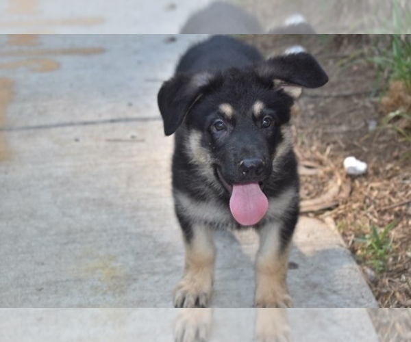 Medium Photo #1 German Shepherd Dog Puppy For Sale in RIVERDALE, MD, USA