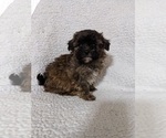 Small Photo #5 ShihPoo Puppy For Sale in MCMINNVILLE, TN, USA