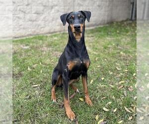 Doberman Pinscher Dogs for adoption in Modesto, CA, USA
