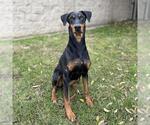 Small Doberman Pinscher