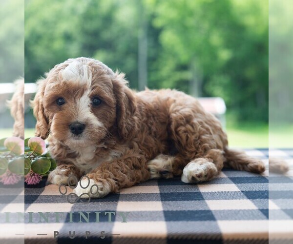 Medium Photo #5 Cavapoo (Miniature) Puppy For Sale in DORNSIFE, PA, USA