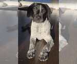 Small Photo #7 Bluetick Coonhound-Unknown Mix Puppy For Sale in pomfret, CT, USA