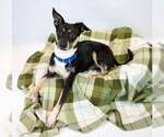 Small #3 Jack-Rat Terrier