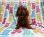 Small #6 Cavapoo (Miniature)