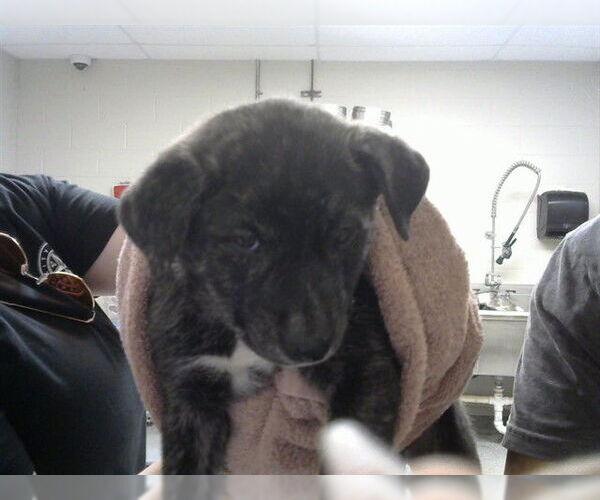 Medium Photo #1 American Staffordshire Terrier-Unknown Mix Puppy For Sale in Pasadena, TX, USA