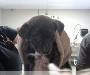 American Staffordshire Terrier-Unknown Mix Dogs for adoption in Pasadena, TX, USA